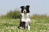 BORDER COLLIE 531
